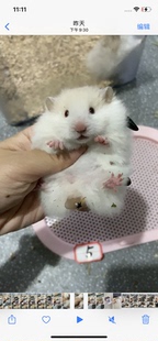 图片实拍选哪个发哪个 长毛金丝熊波利熊蓝波利黑波利