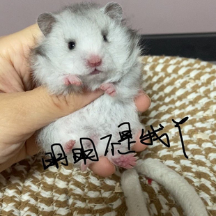 春节正常发货黑波利蜜波利肉桂长毛蓝波利妹妹 卷毛 家养熊熊