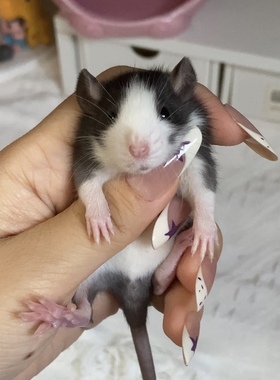 花枝鼠黑色哈士奇暹罗卷毛喜马拉雅蓝哈，图片是实拍 买哪个发哪