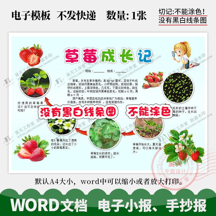 草莓成长记录手抄报植物成长观察日记彩色word电子小报模板d011