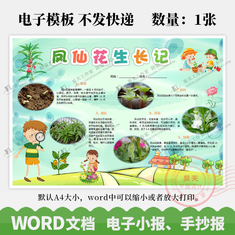凤仙花生长记观察日记植物成长记录手抄报电子小报word模板WK081,商务/设计服务,其它设计服务,淘宝优惠券,粉丝福利购,淘宝优惠卷