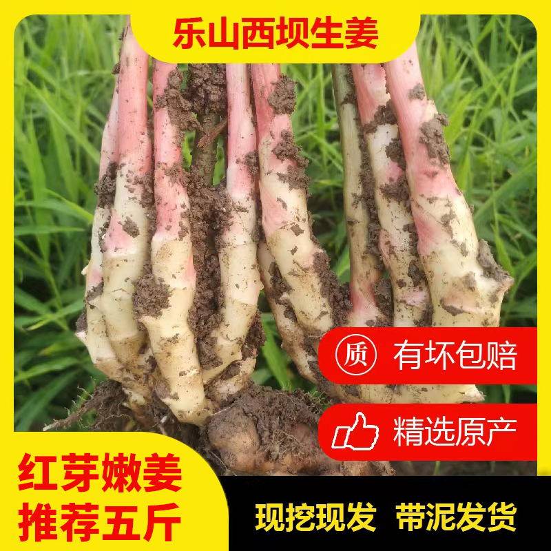 四川乐山西坝现挖新鲜蔬菜嫩姜生姜子姜姜仔泡菜五指姜