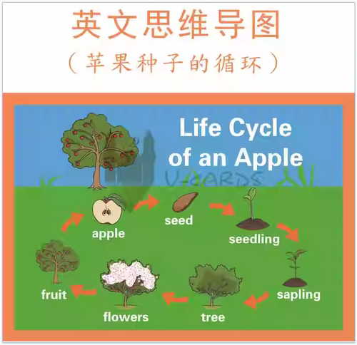 Lifecycle苹-果生命的循环思维导图英文海报教具教室装饰