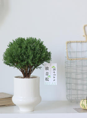 雾凇盆栽客厅办公室桌面绿植小盆景四季常青好养活情绪稳定放青松