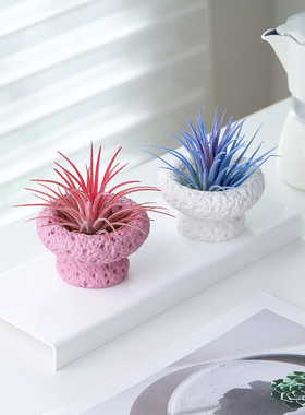 空气凤梨无土精灵盆栽··办公室内工位解压绿植客厅桌面装饰摆件