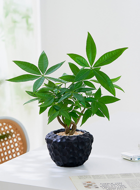 北欧ins风奇趣发财树办公室内客厅桌面绿植招财懒人好养盆栽摆件