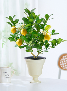 【阳台植物】香水柠檬树盆栽室内外四季常青可食用水果绿植物清香