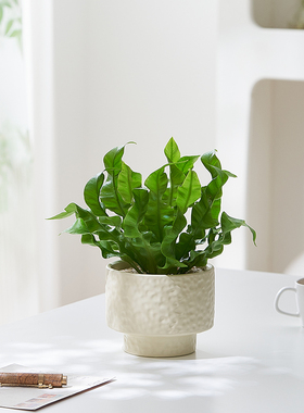 鸟巢蕨盆栽蕨类植物室内网红北欧风四季办公室绿植奇趣花卉好养活