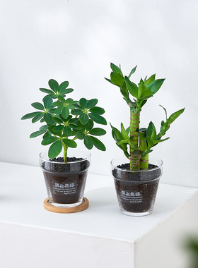 【禁止焦虑】鸭脚木绿植办公室工位桌面盆栽招财绿植四季常青摆件