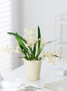 文心兰室内客厅办公阳台装饰花卉盆栽多年生易养活清香绿植盆栽