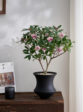 金边瑞香盆栽室内客厅办公室桌面植物会开花淡香型趣味花卉绿植