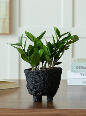 金钱树盆栽植物办公室内工位桌面懒人好养绿植花卉盆景送礼发财树