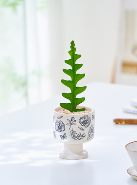 鱼骨令箭仙人掌盆栽办公室内外桌面可爱创意花卉多肉植物工位摆件