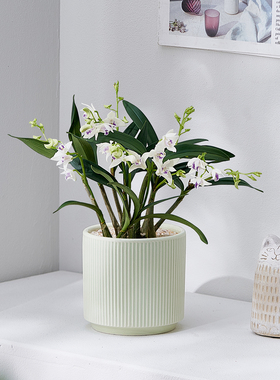 北欧ins风白花石斛兰盆栽易开花办公室桌面绿植懒人好养盆栽摆件