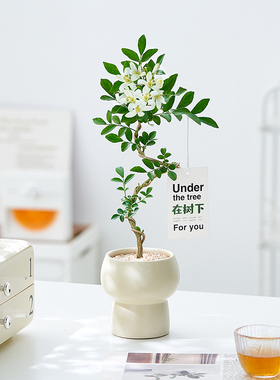 婀娜美人九里香盆栽办公室内花卉绿植盆景四季植物好养活老桩造型