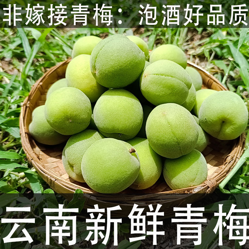 顺丰云南新鲜青梅非嫁接5斤泡酒