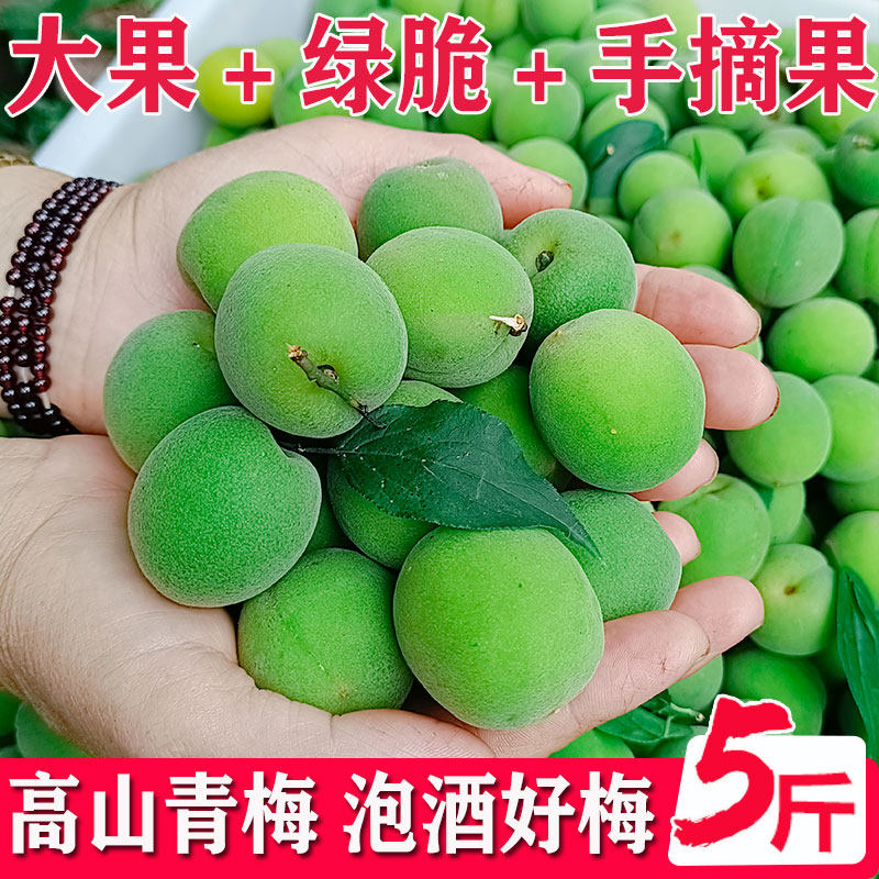 正宗云南大理鲜果青梅 大果高山新鲜现摘生酸梅子清脆腌制泡酒5斤