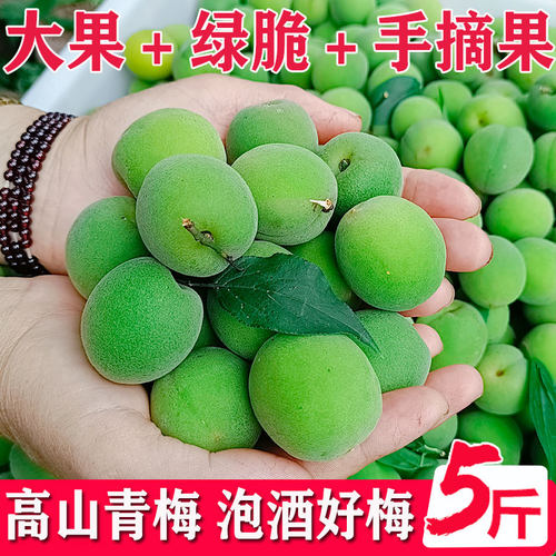 正宗云南高山青梅鲜果大泡酒专用