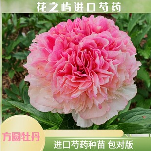 鲑鱼荣耀 菏泽进口芍药鲜切花种苗庭院阳台种植秋季