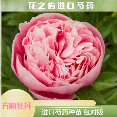 方圆牡丹 鲑鱼 菏泽进口芍药鲜切花种苗庭院阳台种植2022秋季