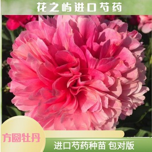 玛丽尼格 菏泽高端进口芍药鲜切花种苗庭院阳台种植秋季