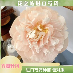 典雅香槟 菏泽进口芍药鲜切花种苗庭院阳台种植秋季