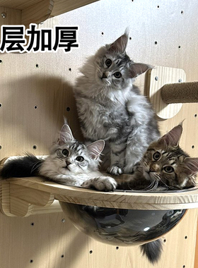 E0级进口实木猫爬架猫跳台壁挂式上墙猫窝太空舱猫吊床猫墙设计