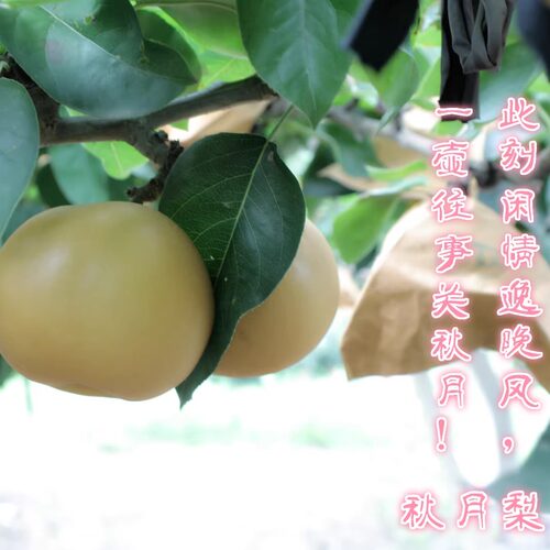 顺丰包邮脆甜水果原产地秋月梨