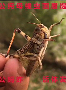 纯公蝗虫蚂蚱丁蜢草蜢蚱蜢活的画眉百灵鸟食虫子提性现捉新鲜包邮