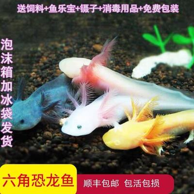 养易活美西六角六角恐龙鱼宠物观
