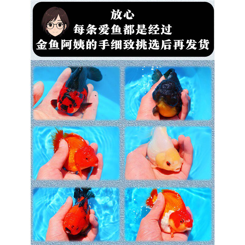 顺丰发货精选玛丽泰狮金鱼玛丽泰