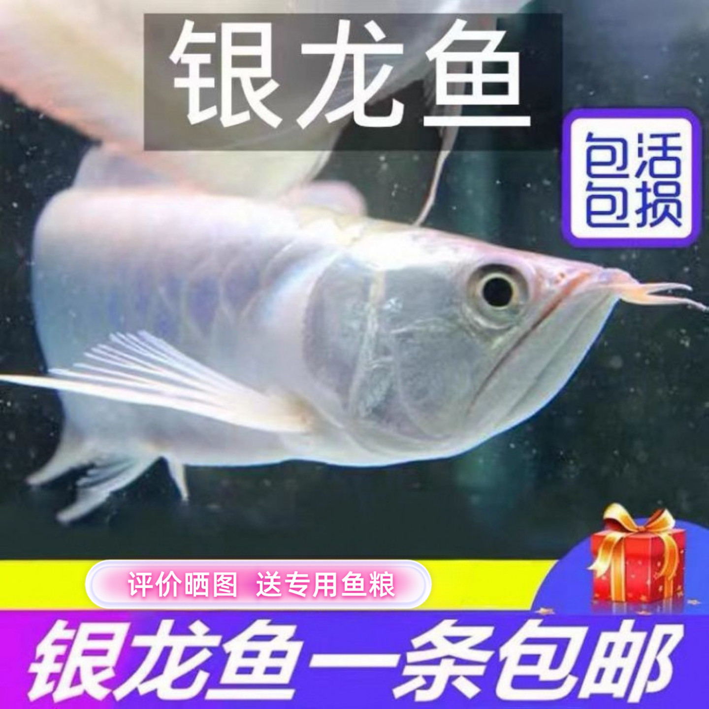 （不活包赔）热带观赏银龙鱼活鱼大型招财龙鱼混养练手银龙鱼淡水
