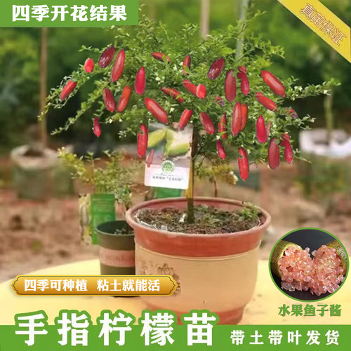 手指柠檬树苗澳洲新品种柠檬苗嫁接指橙当年结果精选种植盆栽地栽