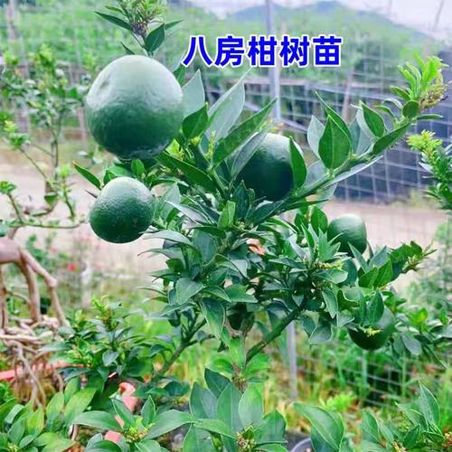 日本八房柑树苗庭院阳台种植