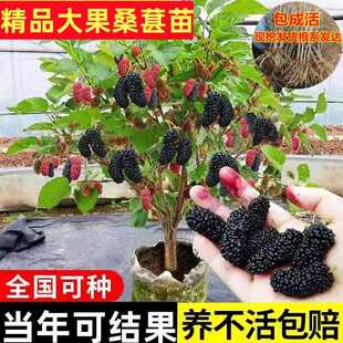 台湾长桑果苗嫁接树苗四季无籽大十桑树苗庭院盆栽果桑苗南方地栽