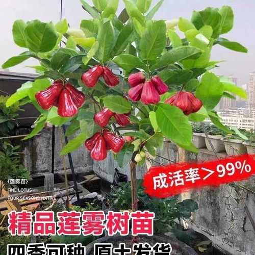 【销量N0.1】台湾莲雾无花果苗树