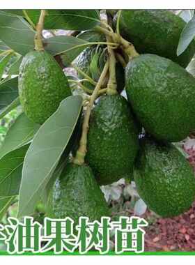 墨西哥哈斯牛油果树苗当年结果