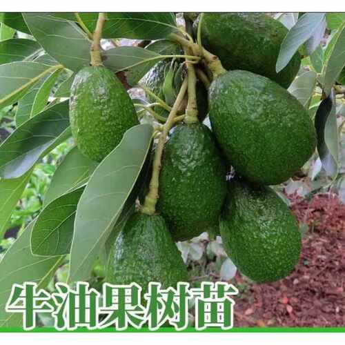 墨西哥哈斯牛油果树苗当年结果
