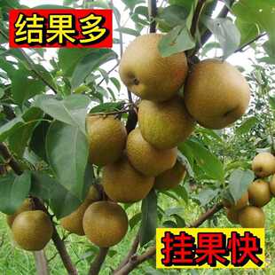 正宗秋月梨树果苗嫁接沙梨树果树庭院地栽南北方种植盆栽当年结果