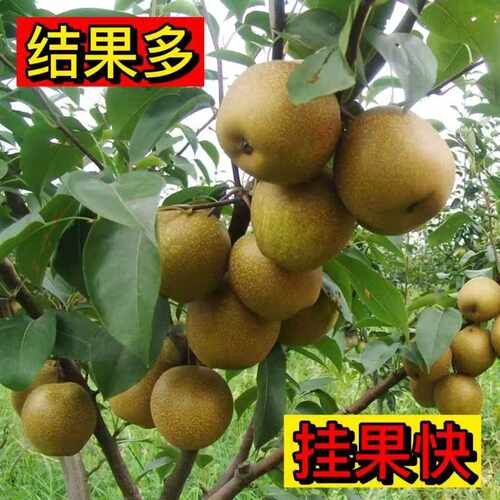 正宗秋月梨树苗嫁接当年结果