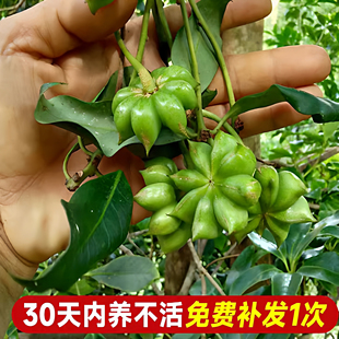 八角树树苗盆栽广西大红罗马嫁接大苗食用大料南方北方种植茴香树