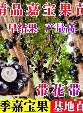 嘉宝果苗树苗 树葡萄苗果树 艾斯卡沙巴四季红妃嘉宝果苗大树带果