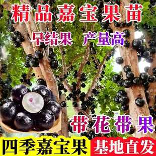 嘉宝果苗树苗 树葡萄苗果树 艾斯卡沙巴四季红妃嘉宝果苗大树带果