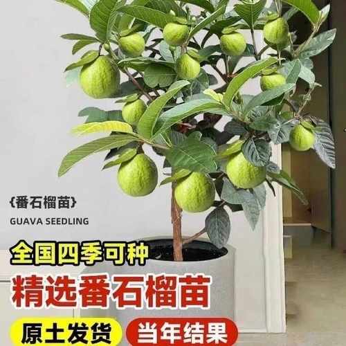 珍珠番石榴红心帝王芭乐嫁接果苗
