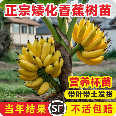 【优质香蕉苗】销量N0.1香蕉果树
