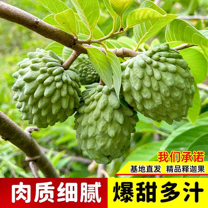 释迦果苗树带果台湾凤梨嫁接果树果苗榴莲庭院南方种植盆栽地栽苗