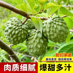 释迦果苗树带果台湾凤梨嫁接果树果苗榴莲庭院南方种植盆栽地栽苗