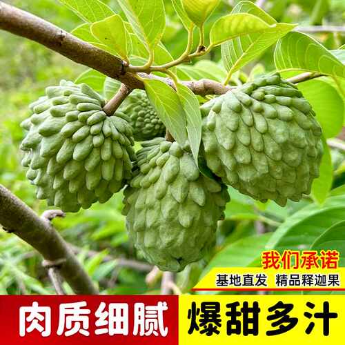 释迦果苗树带果台湾凤梨嫁接果树果苗榴莲庭院南方种植盆栽地栽苗