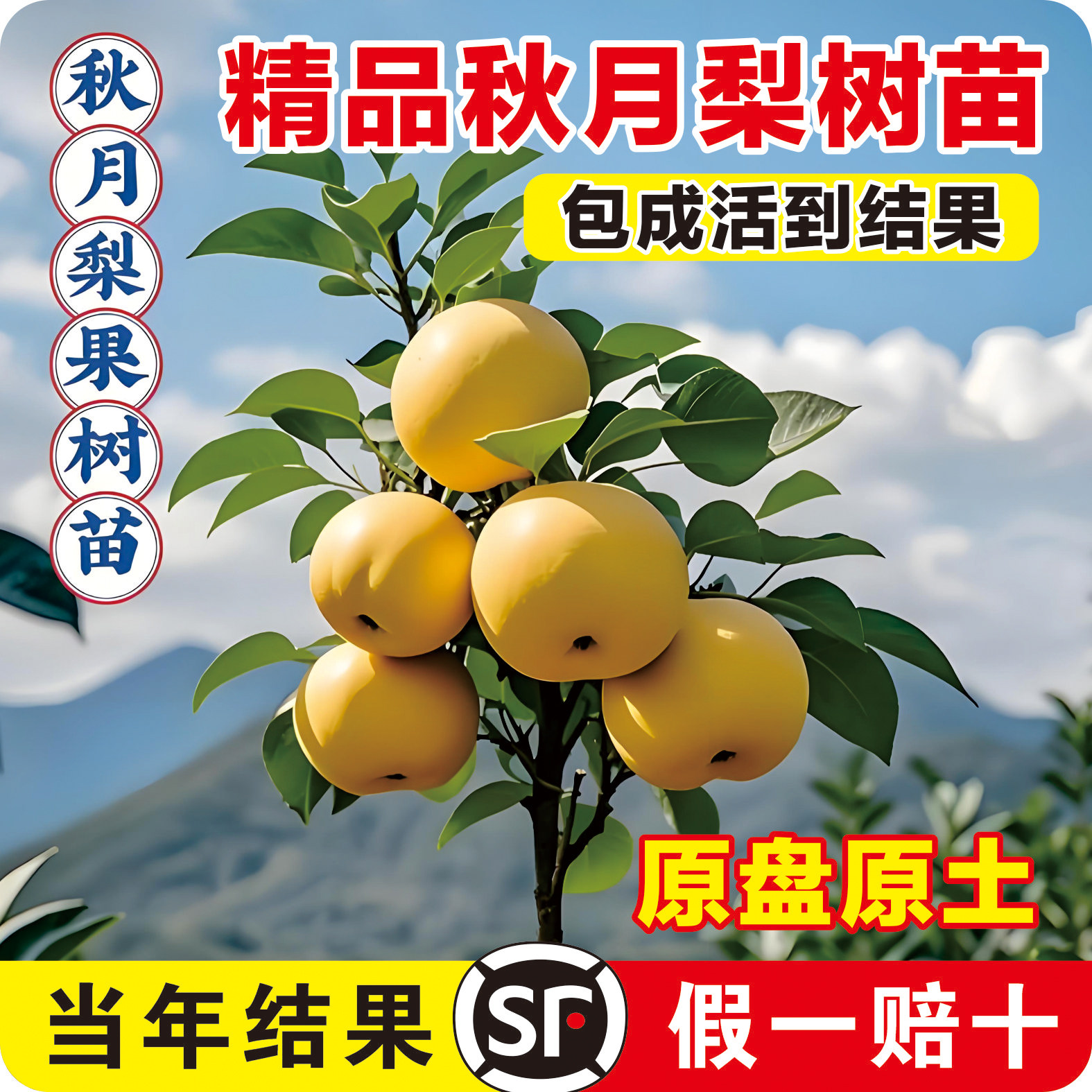 正宗秋月梨树果苗嫁接沙梨树果树庭院地栽南北方种植盆栽当年结果