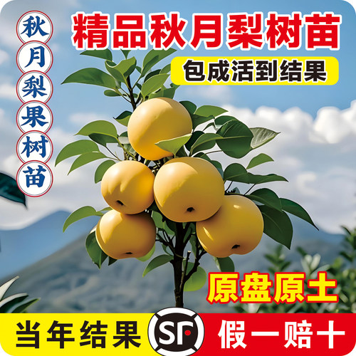 【梨树果苗销量N0.1】秋月梨沙梨